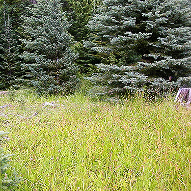 engelmann spruce around bog, Blowout Creek meadow, Little Naches River, Kittitas County, Washington