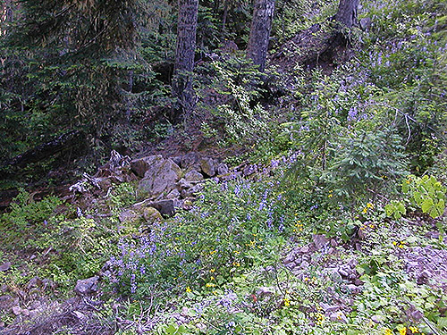 talus below road, Middle Fork Road below Naches Pass, Kittitas County, Washington