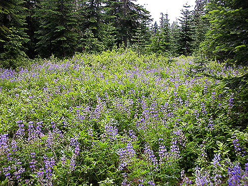 wet lupine in clearing, Middle Fork Road below Naches Pass, Kittitas County, Washington