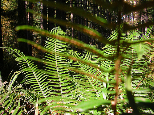 fern understory, Middle Fork Campground, Taylor River, King County, Washington