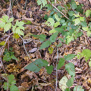leaf litter, Middle Fork Campground, Taylor River, King County, Washington