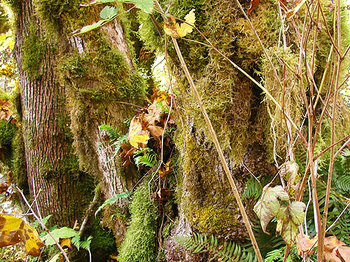 moss on trees, unnamed tributary, Middle Fork Snoqualmie River, King County, Washington