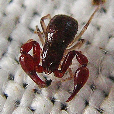 Neobisiid pseudoscorpion from moss, Middle Fork Campground, Taylor River, King County, Washington