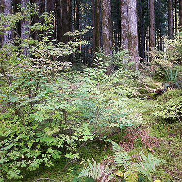forest understory, Middle Fork Trailhead, King County, Washington