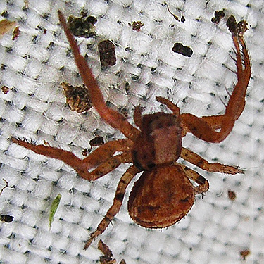 Xysticus pretiosus from unnamed tributary, Middle Fork Snoqualmie River, King County, Washington