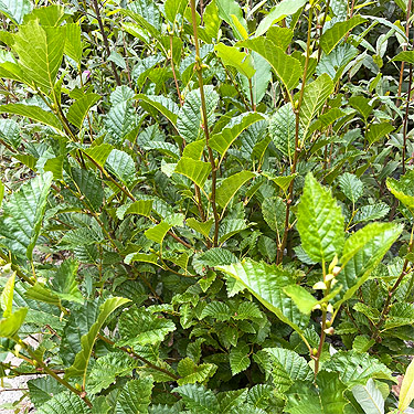 alder foliage along river, Mineral Park Campground, Cascade River, Skagit County, Washington
