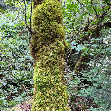 moss on alder trunk, Mineral Park Campground, Cascade River, Skagit County, Washington