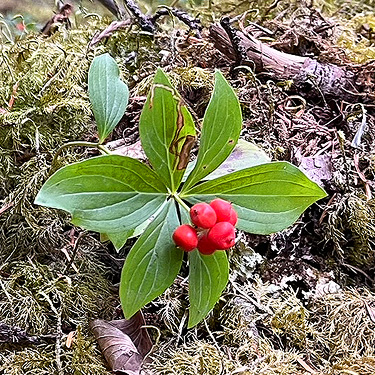 western bunchberry, Mineral Park Campground, Cascade River, Skagit County, Washington