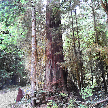giant red cedar tree, Mineral Park Campground, Cascade River, Skagit County, Washington