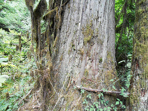 giant red cedar tree, Mineral Park Campground, Cascade River, Skagit County, Washington