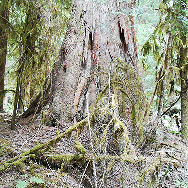 giant red cedar tree, Mineral Park Campground, Cascade River, Skagit County, Washington