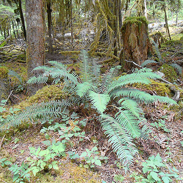 sword fern, Mineral Park Campground, Cascade River, Skagit County, Washington
