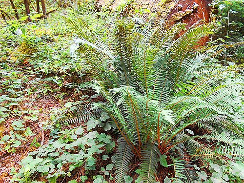 sword fern foliage, Mineral Park Campground, Cascade River, Skagit County, Washington
