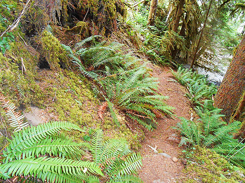 sword fern along trail, Mineral Park Campground, Cascade River, Skagit County, Washington
