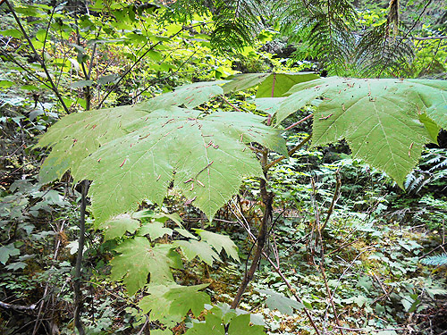 giant devil's club leaves, Mineral Park Campground, Cascade River, Skagit County, Washington