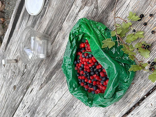 harvest of red and blue huckleberries, Mineral Park Campground, Cascade River, Skagit County, Washington