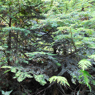 varied conifer foliage, Mineral Park Campground, Cascade River, Skagit County, Washington