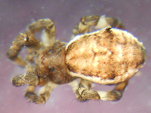 female spider Hyptiotes gertschi, Mineral Park Campground, Cascade River, Skagit County, Washington