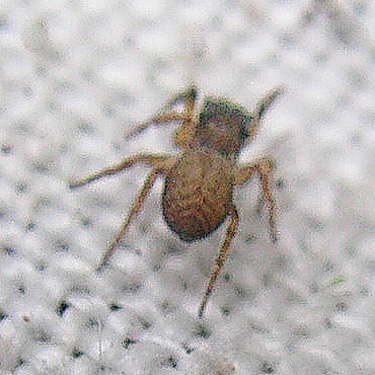 female spider Neon reticulatus, Mineral Park Campground, Cascade River, Skagit County, Washington