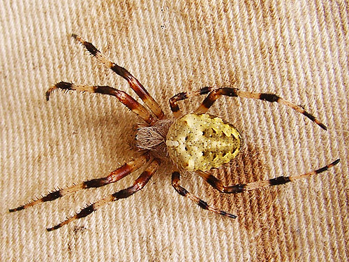 female spider Araneus nordmanni from outhouse, Mineral Park Campground, Cascade River, Skagit County, Washington
