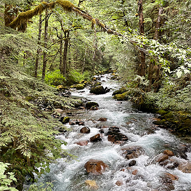 North Fork Cascade River near Mineral Park Campground, Cascade River, Skagit County, Washington