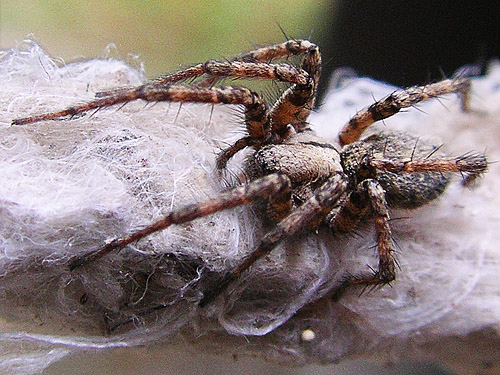 female Novalena intermedia spider, Mineral Park Campground, Cascade River, Skagit County, Washington
