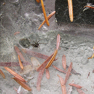 Novalena spider web from outhouse, Mineral Park Campground, Cascade River, Skagit County, Washington