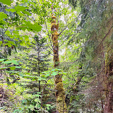tall riparian alder, Mineral Park Campground, Cascade River, Skagit County, Washington