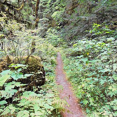 Trail from campsite to bridge, Mineral Park Campground, Cascade River, Skagit County, Washington