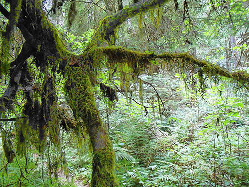 moss along trail, Mineral Park Campground, Cascade River, Skagit County, Washington