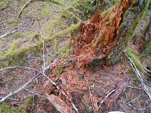 stump with dead wood habitat, Mineral Park Campground, Cascade River, Skagit County, Washington
