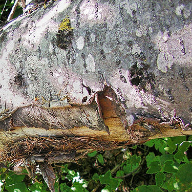 loose bark on log, Mission Ridge Ski Area, Chelan County, Washington