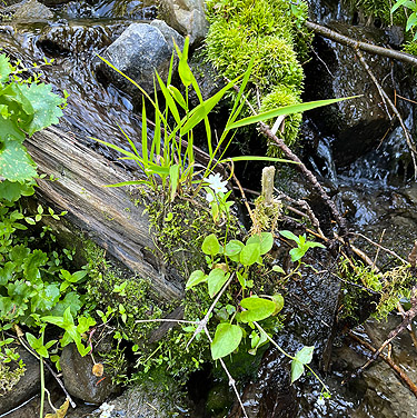 little forest brook with moss, Mission Ridge Ski Area, Chelan County, Washington