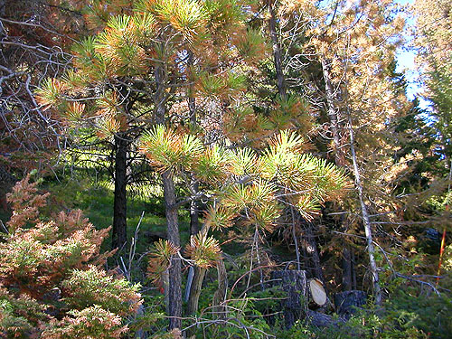 partly-dying pine and fir trees, Mission Ridge Ski Area, Chelan County, Washington