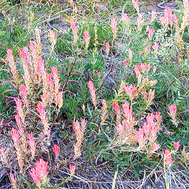 flowering paintbrush Castilleja sp. at Squilchuck Trailhead, Mission Ridge Ski Area, Chelan County, Washington