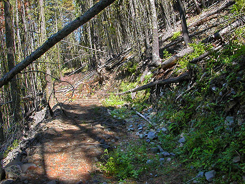 down timber on old road, Mission Ridge Ski Area, Chelan County, Washington
