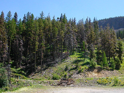 old road on east side of valley, Mission Ridge Ski Area, Chelan County, Washington