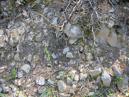 spider-rich rocks in forest, Mission Ridge Ski Area, Chelan County, Washington
