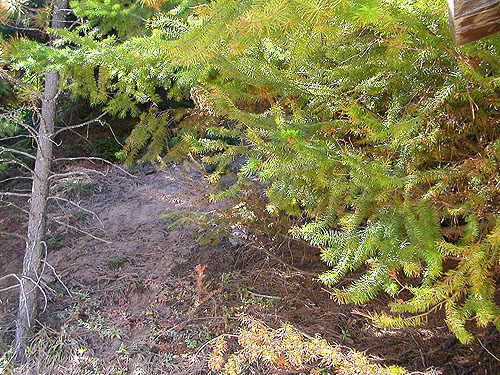 conifer foliage at Squilchuck trailhead, Mission Ridge Ski Area, Chelan County, Washington