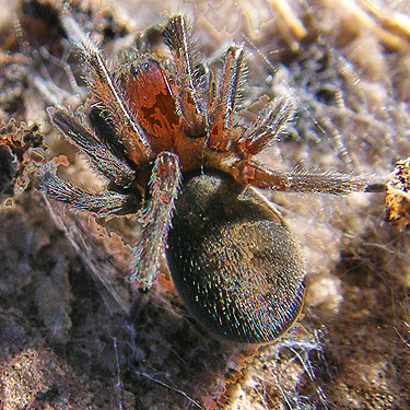 juvenile Callobius spider from Monumental Mountain, Stevens County, Washington