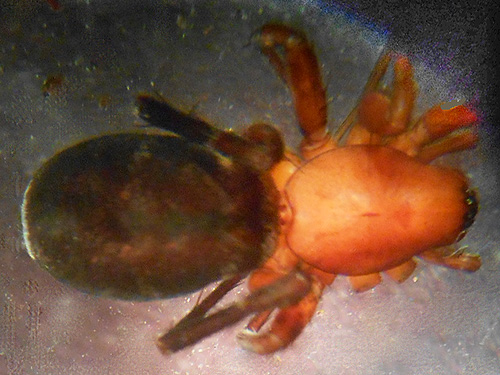 spider Castianeira sp. from Monumental Mountain, Stevens County, Washington