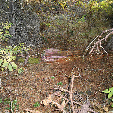 dead wood, Monumental Mountain, Stevens County, Washington