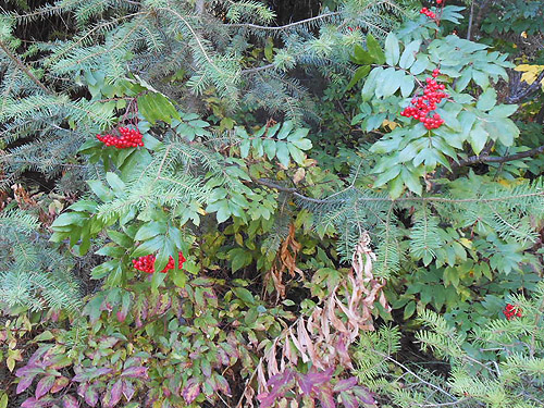 diverse shrubs, Monumental Mountain, Stevens County, Washington