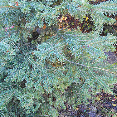 subalpine fir, Monumental Mountain, Stevens County, Washington