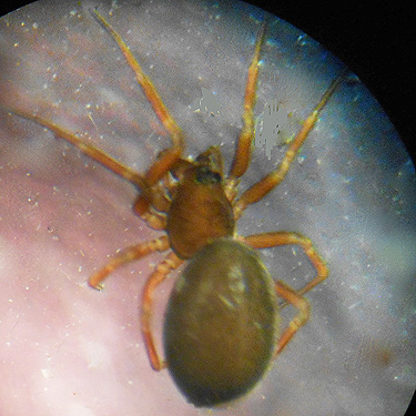 spider Spirembolus mundus from Douglas-fir cone, Monumental Mountain, Stevens County, Washington