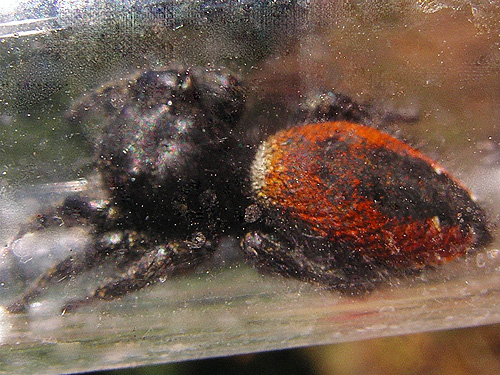female spider Phidippus johnsonii from Monumental Mountain, Stevens County, Washington
