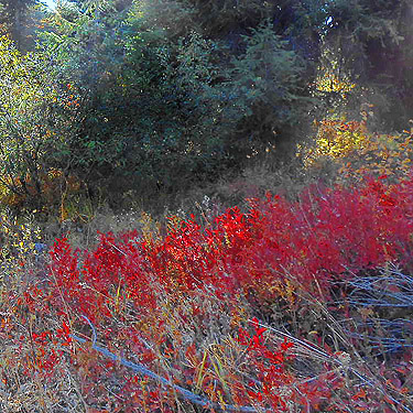 red shrub fall color, Monumental Mountain, Stevens County, Washington