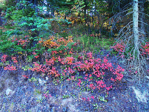 fall-red Vaccinium shrubs, Monumental Mountain, Stevens County, Washington