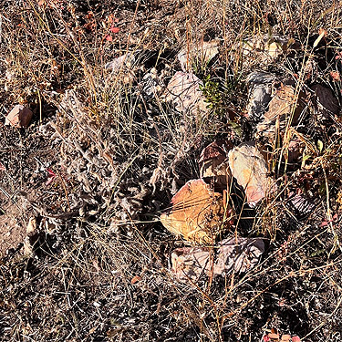 spider-bearing rocks, Monumental Mountain, Stevens County, Washington
