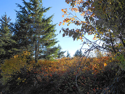 shrub community, Monumental Mountain, Stevens County, Washington